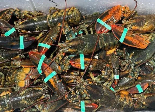 Live lobsters in a cooler
